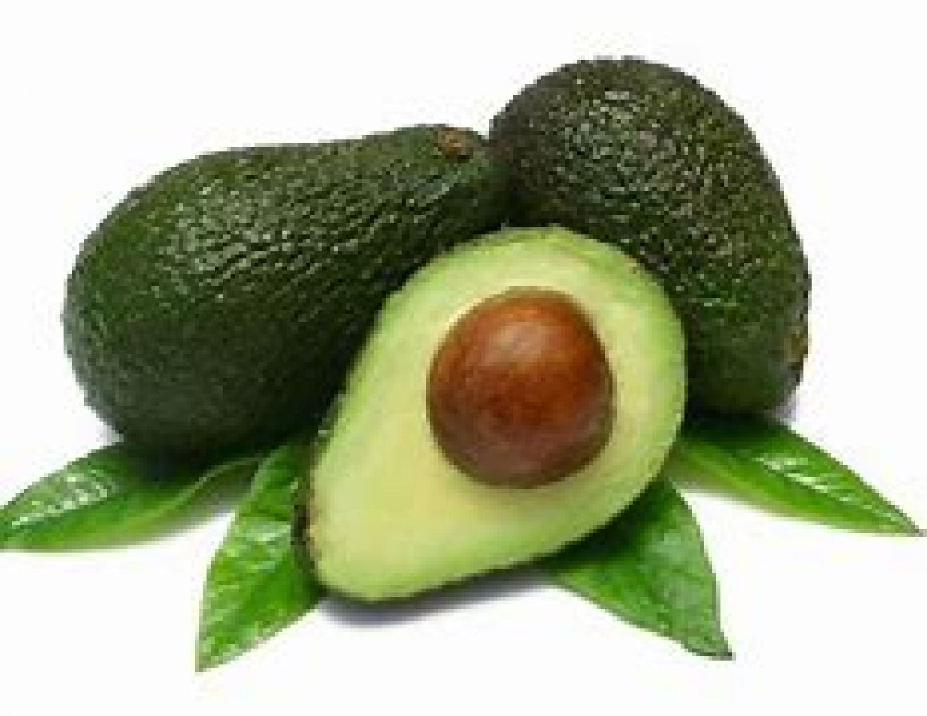Avocado/Head